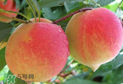 毛桃的皮能吃嗎？毛桃皮可以吃嗎？