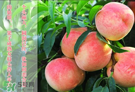 毛桃和西瓜能一起吃嗎？毛桃和西瓜能同時(shí)吃嗎？