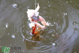 釣小龍蝦用什么餌？釣小龍蝦用什么誘餌最好？