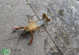 釣小龍蝦用什么餌？釣小龍蝦用什么誘餌最好？