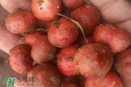 野地瓜賣多少錢一斤？野地瓜的功效與作用