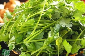 香菜是什么菜？香菜是陽痿草嗎？