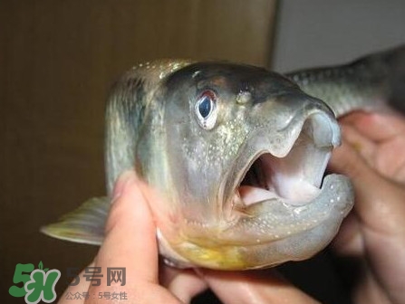 馬口魚怎么釣？馬口魚什么時候釣最好