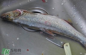 翹殼是什么魚(yú)？翹殼魚(yú)多少錢(qián)一斤2017？