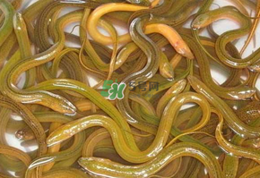 鱔魚可以養多久？鱔魚怎么養？