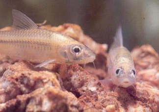 馬口魚能養殖嗎？馬口魚怎么養？