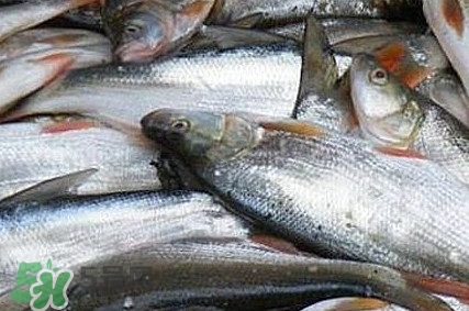 馬口魚怎么釣？馬口魚什么時候釣最好