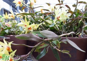 鐵皮石斛怎么養？鐵皮石斛盆栽種植方法