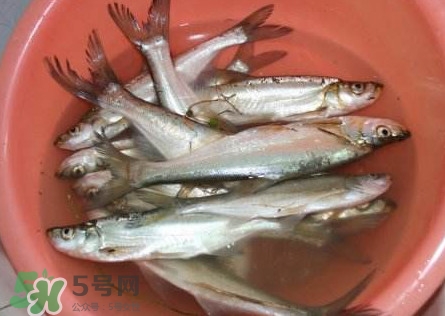 翹殼是什么魚(yú)？翹殼魚(yú)多少錢(qián)一斤2017？