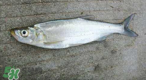 釣翹嘴魚用什么餌料好？翹嘴魚什么時(shí)候好釣