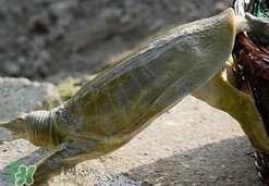 野生甲魚怎么養？野生甲魚如何養