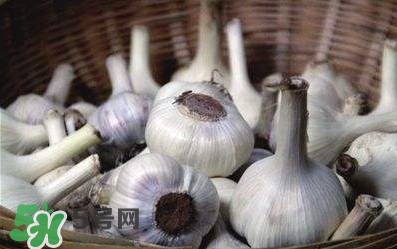 新蒜頭怎么保存不發芽？新蒜頭怎么存放