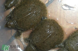 野生甲魚吃什么？野生甲魚幾年可以長5斤？