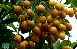黃皮果怎么扦插？黃皮果種植技術