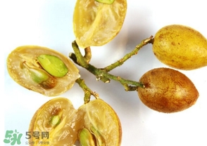 黃皮能放冰箱嗎？黃皮可以放冰箱保鮮幾天？