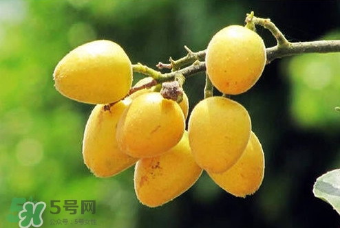 雞心黃皮幾年才掛果？雞心黃皮如何種植管理