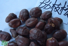 荔枝核怎么吃？荔枝核的功效與作用