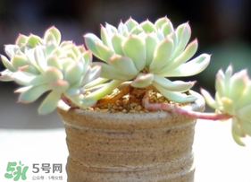 六月份可以買多肉嗎？六月可以種多肉嗎？