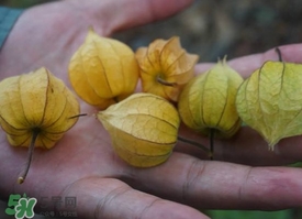花姑娘水果怎么吃？花姑娘水果吃之前要洗嗎？
