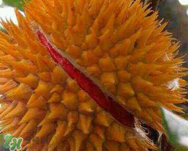 紅心榴蓮好吃嗎？紅心榴蓮和普通榴蓮哪個好吃?