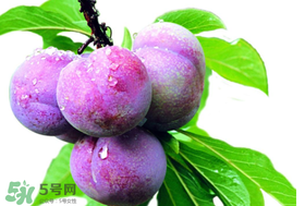 脆紅李什么時候成熟？脆紅李幾月成熟？