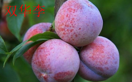 雙華李怎么吃不酸？雙華李不能和什么一起吃？