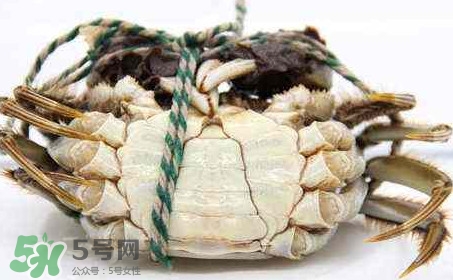 為什么說六月黃有公蟹沒有母蟹？怎樣區分螃蟹的公母