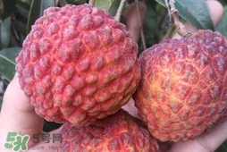 荔枝王是什么品種？荔枝王多少錢一斤2017？