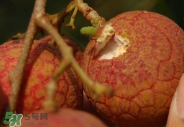 荔枝王的產地是哪里？荔枝王產地在哪兒