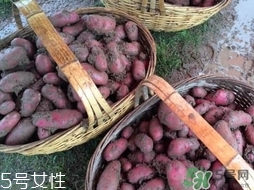 紅土豆是轉基因的嗎？紅土豆和正常土豆的區別