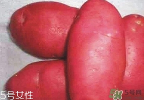 紅土豆是轉基因的嗎？紅土豆和正常土豆的區別