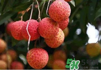 糯米糍荔枝多少錢一斤2017？糯米糍荔枝市場價格