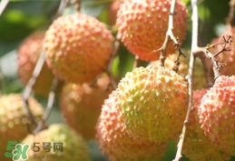 桂味荔枝和妃子笑哪個好吃？桂味荔枝和妃子笑區別