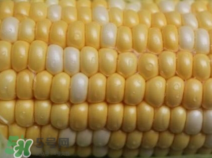 水果玉米孕婦能吃嗎？懷孕可以吃水果玉米嗎