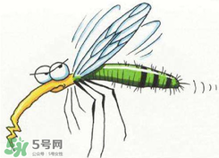 招蚊子是什么原因？招蚊子體質怎么辦？