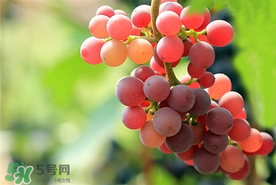 提子一天吃多少？提子一天吃幾個(gè)？