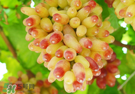 提子一天吃多少？提子一天吃幾個(gè)？