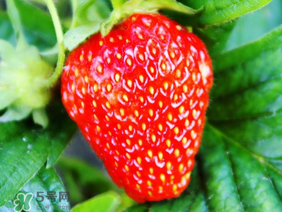 夏天有草莓嗎？夏天草莓結果嗎？