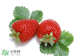 夏天有草莓嗎？夏天草莓結果嗎？