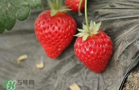 夏天有草莓嗎？夏天草莓結果嗎？