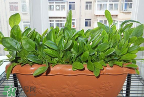夏天可以種菠菜嗎？夏天菠菜為什么難種植？