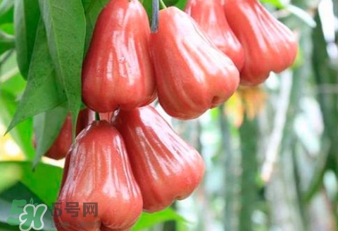 蓮霧什么季節(jié)成熟？蓮霧什么時(shí)候成熟