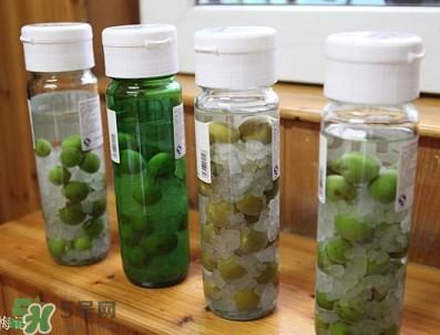 青梅酒用什么酒泡？青梅酒用什么酒好？