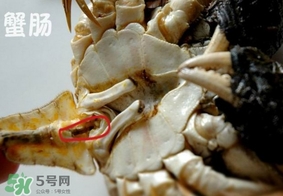 面包蟹是哪里產(chǎn)的？面包蟹哪里不能吃圖解