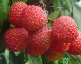 吃荔枝為什么會(huì)暈倒？吃荔枝暈倒怎么回事？