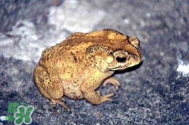 蟾蜍怎么分辨公母？蟾蜍如何養殖
