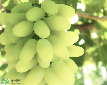 馬奶葡萄什么時候上市？馬奶葡萄2017上市時間