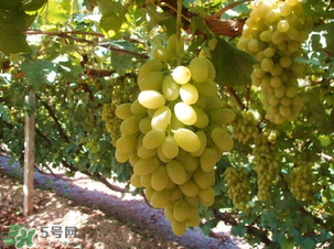 馬奶葡萄多少錢一斤？馬奶葡萄2017價格