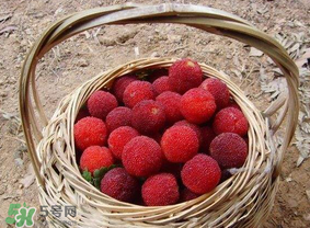 煮楊梅汁需要煮多長時間？楊梅汁怎么煮？