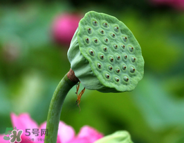 蓮蓬多少錢一斤？蓮蓬多少錢一個？